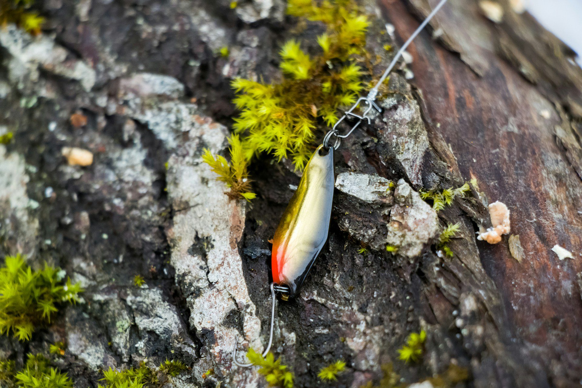fishing lure on a tree branch