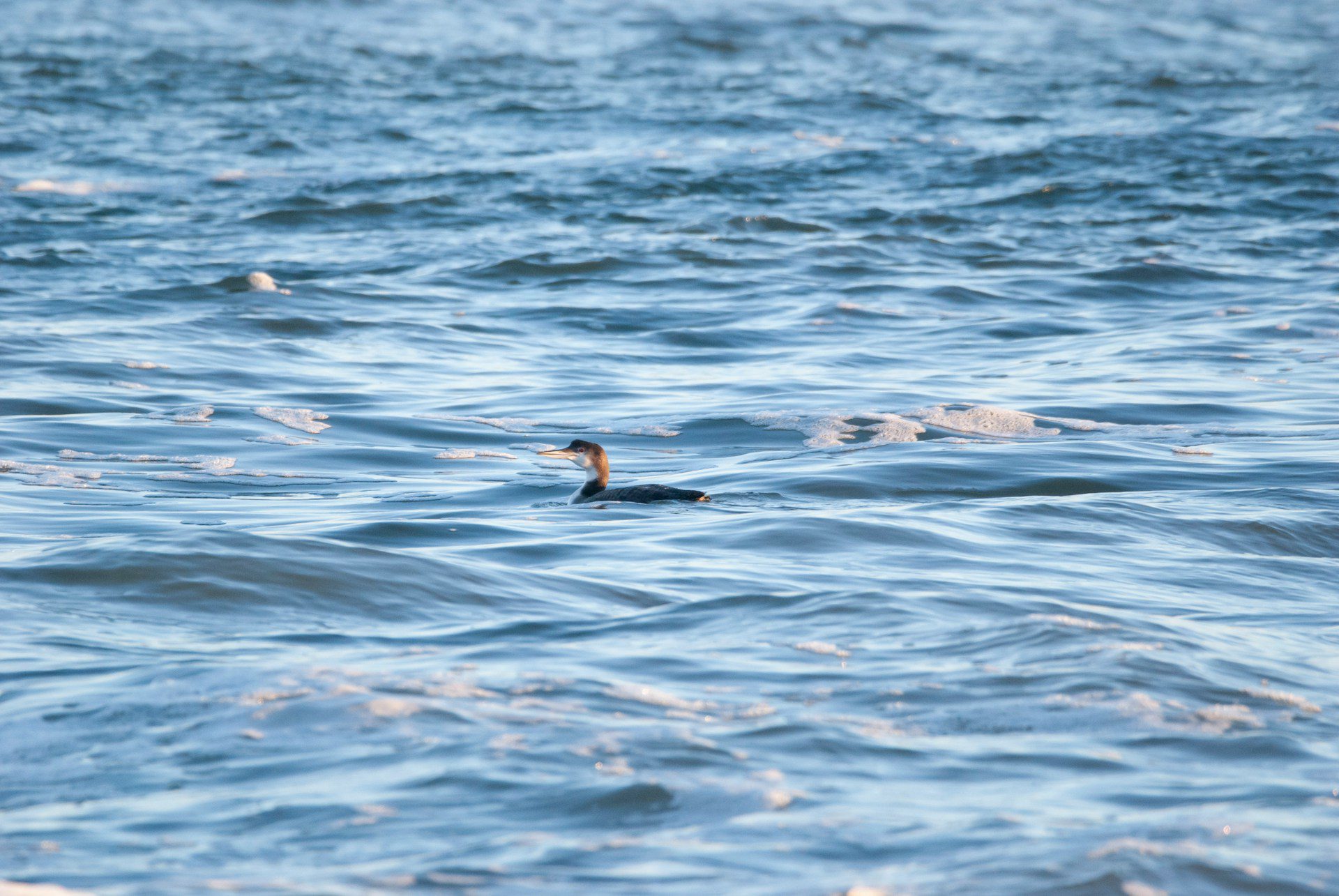 female loon in the water in the ocean