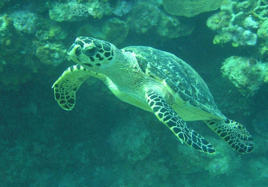 A sea turtle swims on the Caribbean reef near Roatan, Honduras